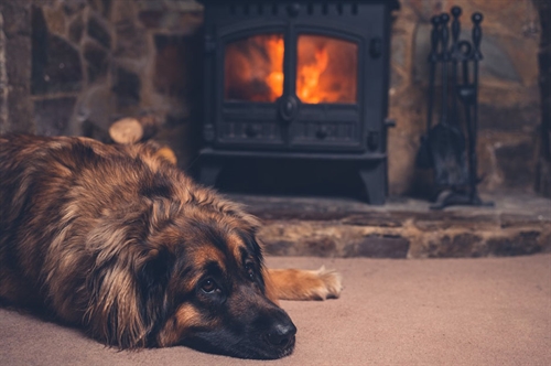 dog relaxing by sustainably green log burning stove